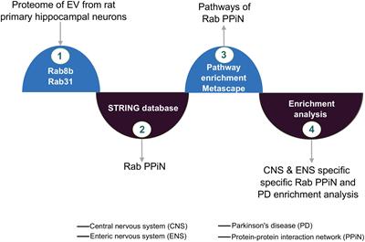 FGF2 Affects Parkinson’s Disease-Associated Molecular Networks Through Exosomal Rab8b/Rab31